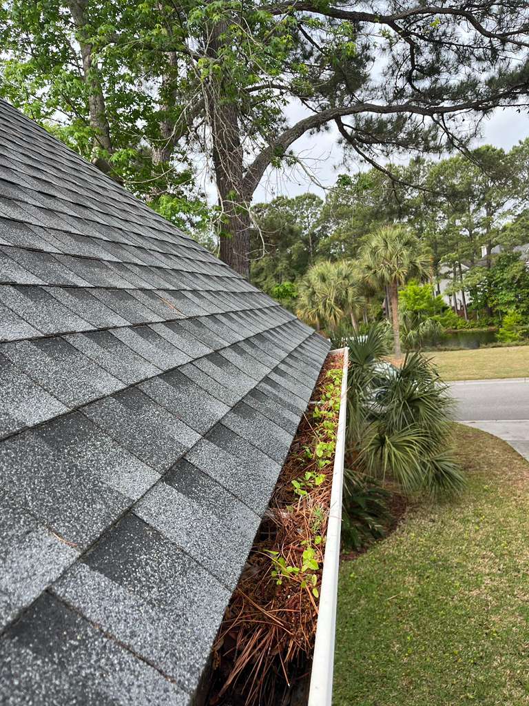Gutter clogged with leaves, pine needles, and plants growing inside
